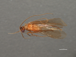  ( - RBCAD-2069)  @11 [ ] CreativeCommons - Attribution (2009) CBG Photography Group Centre for Biodiversity Genomics