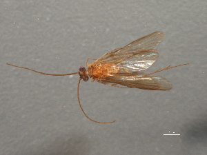  ( - RBCAD-2071)  @11 [ ] CreativeCommons - Attribution (2009) CBG Photography Group Centre for Biodiversity Genomics