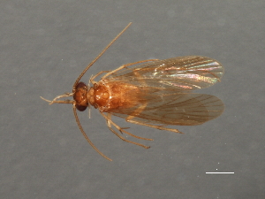  ( - RBCAD-2075)  @11 [ ] CreativeCommons - Attribution (2009) CBG Photography Group Centre for Biodiversity Genomics