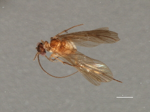  ( - RBCAD-2104)  @11 [ ] CreativeCommons - Attribution (2009) CBG Photography Group Centre for Biodiversity Genomics