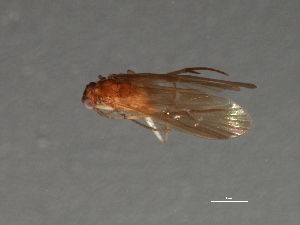  ( - RBCAD-2121)  @11 [ ] CreativeCommons - Attribution (2009) CBG Photography Group Centre for Biodiversity Genomics