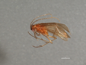  ( - RBCAD-2135)  @11 [ ] CreativeCommons - Attribution (2009) CBG Photography Group Centre for Biodiversity Genomics