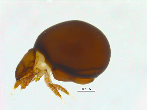  (Phthiracarus sp. AS1 - NFO_UIB_64)  @11 [ ] Copyright (2018) Bergen Museum Bergen Museum