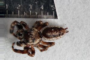  ( - W15AP63)  @11 [ ] CreativeCommons - Attribution Share-Alike (2015) Unspecified University of California, San Diego