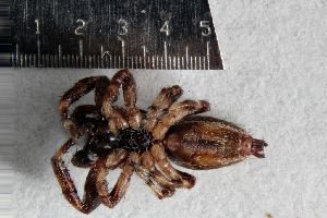  ( - W15AP63)  @11 [ ] CreativeCommons - Attribution Share-Alike (2015) Unspecified University of California, San Diego