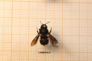  (Megachile apennina - UNIFIBGE0019)  @11 [ ] CreativeCommons  Attribution Non-Commercial Share-Alike (2023) Marco Bonifacino UNIFI