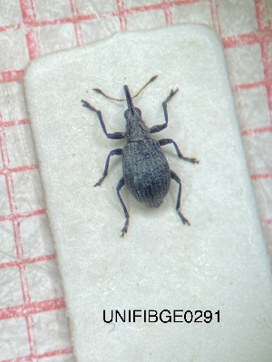  (Eutrichapion gribodoi - UNIFIBGE0291)  @11 [ ] CreativeCommons  Attribution Non-Commercial Share-Alike (2023) Claudia Bruschini UNIFI