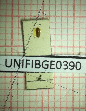  (Anommatus istrianus - BGE_00425_A10)  @11 [ ] CreativeCommons  Attribution Non-Commercial Share-Alike (2024) Claudia Bruschini UNIFI