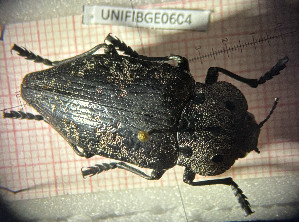  ( - BGE_00427_C10)  @11 [ ] CreativeCommons  Attribution Non-Commercial Share-Alike (2024) Adele Bordoni UNIFI