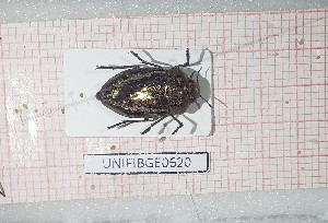  (Cyphosoma tataricum - BGE_00427_E02)  @11 [ ] CreativeCommons  Attribution Non-Commercial Share-Alike (2024) Adele Bordoni UNIFI