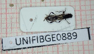  (Brachypteroma ottomanum - BGE_00430_C11)  @11 [ ] CreativeCommons  Attribution Non-Commercial Share-Alike (2024) Adele Bordoni UNIFI
