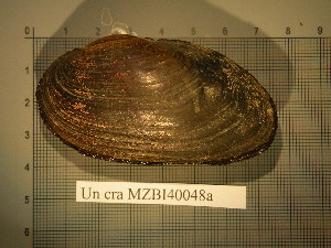  (Unio crassus - UnioCr_16)  @11 [ ] Copyright (2011) Rajko Slapnik Scientific Research Centre, Slovenian Academy of Sciences and Arts