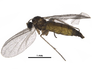  ( - F171124)  @13 [ ] CreativeCommons - Attribution (2018) CBG Photography Group Centre for Biodiversity Genomics