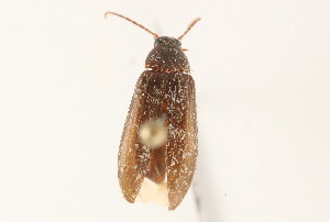  (Hymenorus spinifer - 09BBCOL-1101)  @13 [ ] CreativeCommons - Attribution (2009) CBG Photography Group Centre for Biodiversity Genomics
