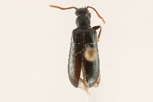  ( - 09BBCOL-1132)  @14 [ ] CreativeCommons - Attribution (2009) CBG Photography Group Centre for Biodiversity Genomics