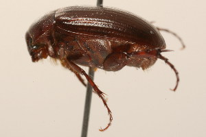  (Serica porcula - 09BBCOL-1155)  @14 [ ] CreativeCommons - Attribution (2009) CBG Photography Group Centre for Biodiversity Genomics
