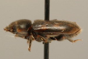  (Heterocerus texanus - 09BBCOL-1024)  @14 [ ] CreativeCommons - Attribution (2009) CBG Photography Group Centre for Biodiversity Genomics