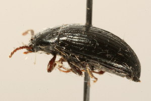  (Platydema excavatum - 09BBCOL-1072)  @14 [ ] CreativeCommons - Attribution (2009) CBG Photography Group Centre for Biodiversity Genomics