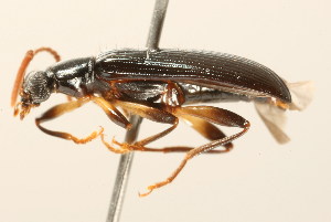  ( - 09BBCOL-1132)  @14 [ ] CreativeCommons - Attribution (2009) CBG Photography Group Centre for Biodiversity Genomics