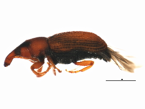  (Magdalis armicollis - 10BBCOL-0236)  @14 [ ] CreativeCommons - Attribution (2010) CBG Photography Group Centre for Biodiversity Genomics