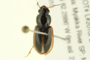  (Stenolophus lineola - 10BBCOL-0965)  @14 [ ] CreativeCommons - Attribution (2010) CBG Photography Group Centre for Biodiversity Genomics