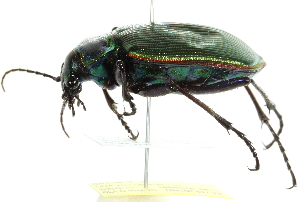  ( - 10BBCOL-0511)  @12 [ ] CreativeCommons - Attribution (2010) CBG Photography Group Centre for Biodiversity Genomics