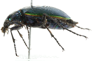  ( - 10BBCOL-0512)  @12 [ ] CreativeCommons - Attribution (2010) CBG Photography Group Centre for Biodiversity Genomics