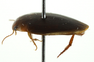  ( - 10BBCOL-0798)  @12 [ ] CreativeCommons - Attribution (2010) CBG Photography Group Centre for Biodiversity Genomics