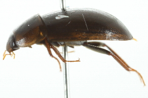  ( - 10BBCOL-0835)  @12 [ ] CreativeCommons - Attribution (2010) CBG Photography Group Centre for Biodiversity Genomics