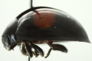  ( - 10BBCOL-0895)  @13 [ ] CreativeCommons - Attribution (2010) CBG Photography Group Centre for Biodiversity Genomics
