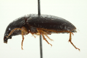  ( - 10BBCOL-0938)  @13 [ ] CreativeCommons - Attribution (2010) CBG Photography Group Centre for Biodiversity Genomics