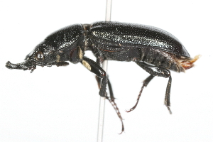  (Platycerus quercus - 09BBCOL-0405)  @14 [ ] CreativeCommons - Attribution (2009) CBG Photography Group Centre for Biodiversity Genomics