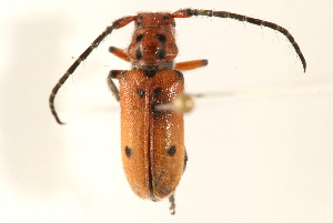  (Tetraopes texanus - 09BBCOL-0132)  @14 [ ] CreativeCommons - Attribution (2009) CBG Photography Group Centre for Biodiversity Genomics