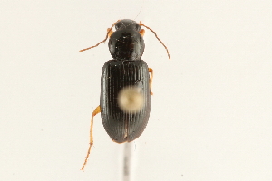  (Selenophorus hylacis - 09BBCOL-0630)  @14 [ ] CreativeCommons - Attribution (2009) CBG Photography Group Centre for Biodiversity Genomics