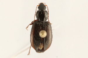  (Agonum punctiforme - 09BBCOL-0657)  @14 [ ] CreativeCommons - Attribution (2009) CBG Photography Group Centre for Biodiversity Genomics