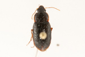  ( - 09BBCOL-0680)  @13 [ ] CreativeCommons - Attribution (2009) CBG Photography Group Centre for Biodiversity Genomics