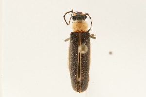  (Podabrus flavicollis - 09BBCOL-0709)  @14 [ ] CreativeCommons - Attribution (2009) CBG Photography Group Centre for Biodiversity Genomics