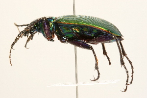  ( - 09BBCOL-0004)  @12 [ ] CreativeCommons - Attribution (2009) CBG Photography Group Centre for Biodiversity Genomics