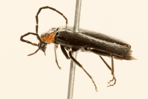  (Rhagonycha lineola - 09BBCOL-0728)  @14 [ ] CreativeCommons - Attribution (2009) CBG Photography Group Centre for Biodiversity Genomics