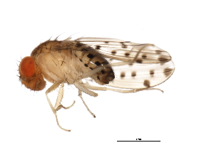  (Drosophila guttifera - 09BBDIP-1063)  @14 [ ] CreativeCommons - Attribution (2009) CBG Photography Group Centre for Biodiversity Genomics