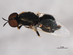  (Nemotelus bruesii - 09BBDIP-1695)  @11 [ ] CreativeCommons - Attribution (2010) CBG Photography Group Centre for Biodiversity Genomics