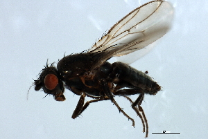 ( - 09BBDIP-1752)  @13 [ ] CreativeCommons - Attribution (2010) CBG Photography Group Centre for Biodiversity Genomics