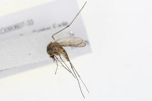  (Aedes trivittatus - 09BBDIP-1591)  @14 [ ] CreativeCommons - Attribution (2010) CBG Photography Group Centre for Biodiversity Genomics