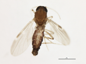  ( - 09BBDIP-1940)  @13 [ ] CreativeCommons - Attribution (2010) CBG Photography Group Centre for Biodiversity Genomics