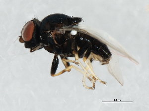  ( - 09BBDIP-1977)  @14 [ ] CreativeCommons - Attribution (2010) CBG Photography Group Centre for Biodiversity Genomics