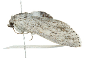  ( - 10BBLEP-00634)  @12 [ ] CreativeCommons - Attribution (2010) CBG Photography Group Centre for Biodiversity Genomics