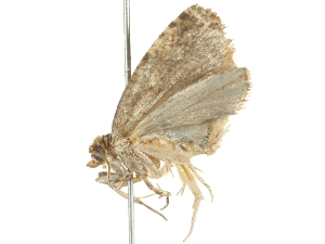  ( - 10BBLEP-00828)  @12 [ ] CreativeCommons - Attribution (2010) CBG Photography Group Centre for Biodiversity Genomics