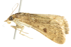  ( - 10BBLEP-00990)  @12 [ ] CreativeCommons - Attribution (2010) CBG Photography Group Centre for Biodiversity Genomics