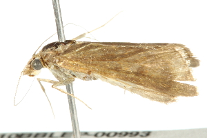  ( - 10BBLEP-00993)  @12 [ ] CreativeCommons - Attribution (2010) CBG Photography Group Centre for Biodiversity Genomics