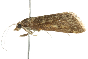  ( - 10BBLEP-00998)  @12 [ ] CreativeCommons - Attribution (2010) CBG Photography Group Centre for Biodiversity Genomics